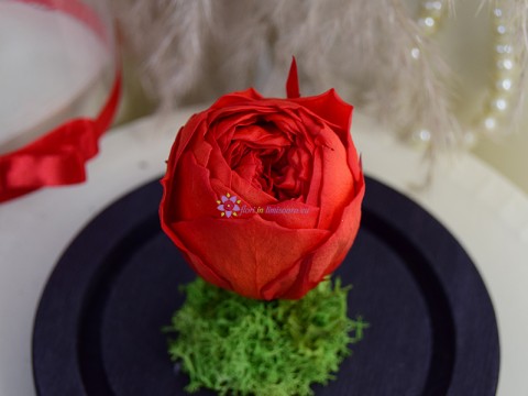 Cupola Trandafir Rosu Garden Criogenat